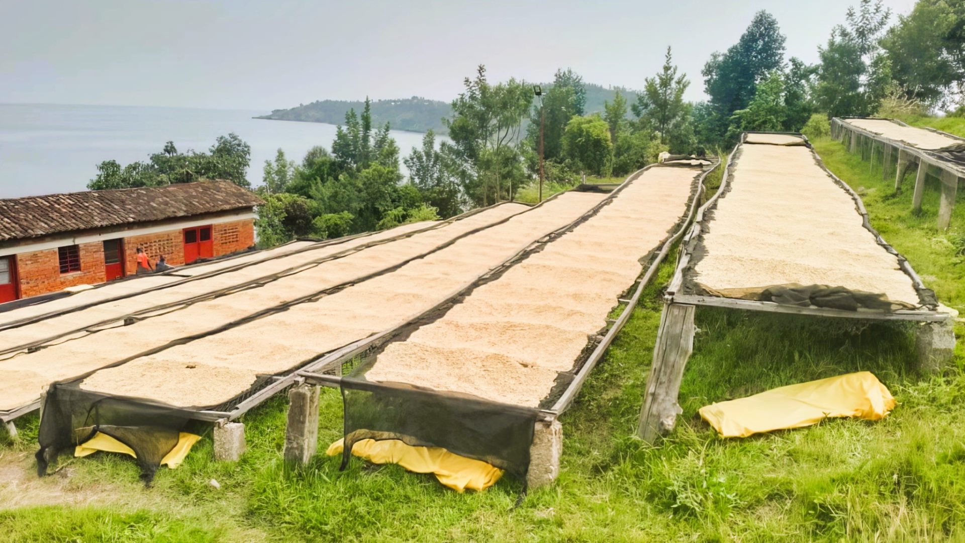 Basket showing all stages of coffee production