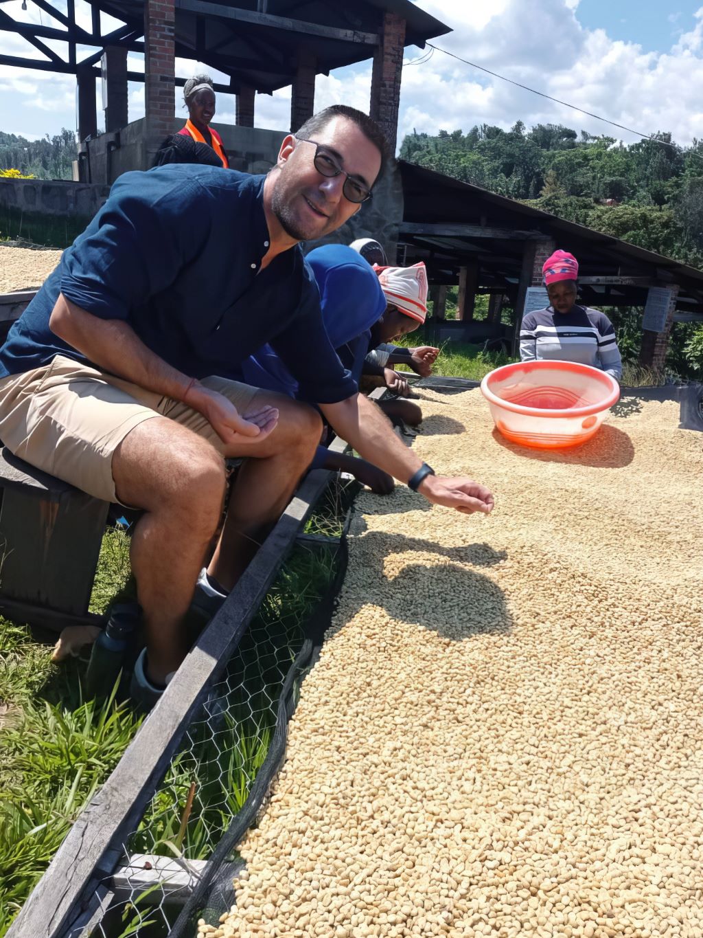 Coffee cherries drying in the sun