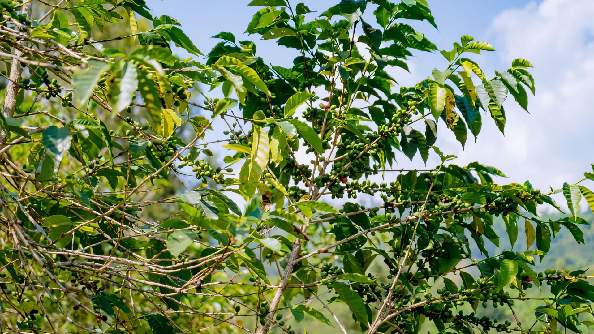 Coffee plants growing in Rwanda