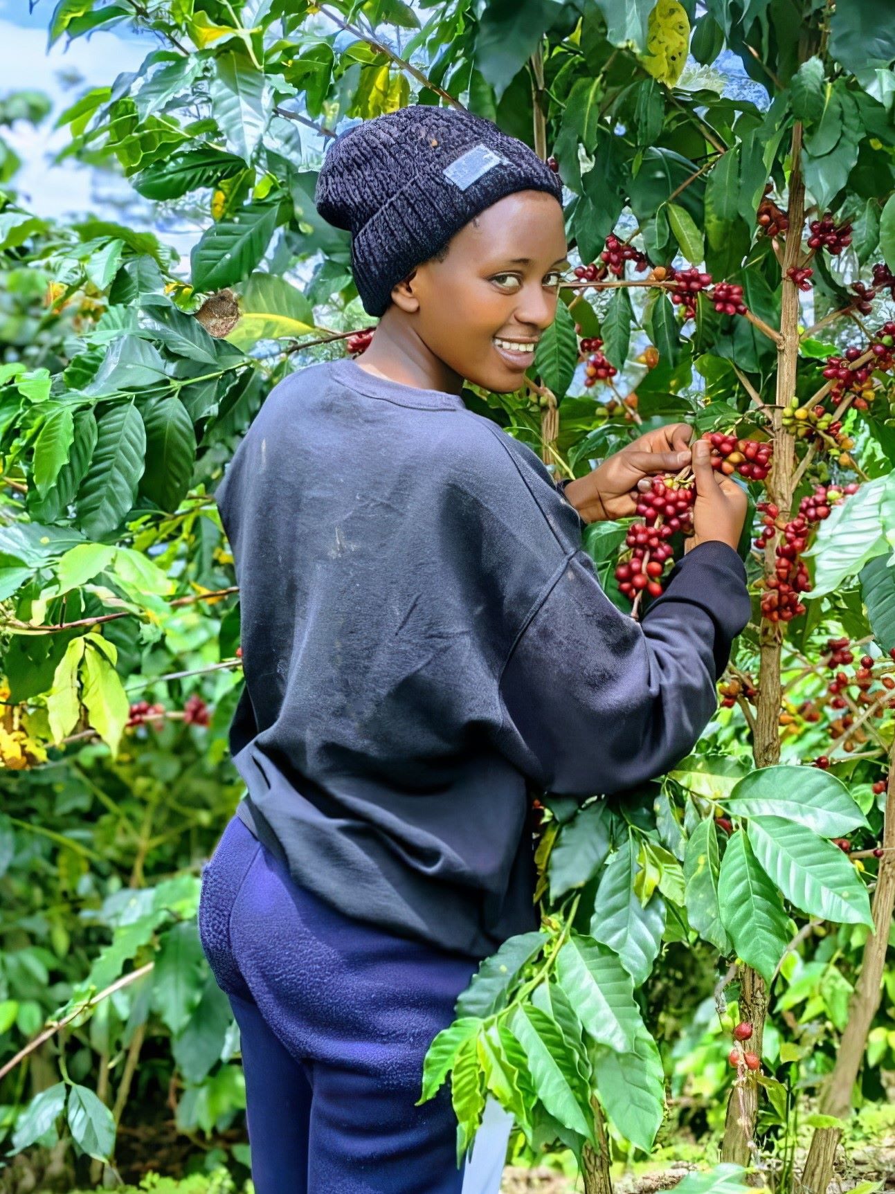 Farmers picking coffee cherries