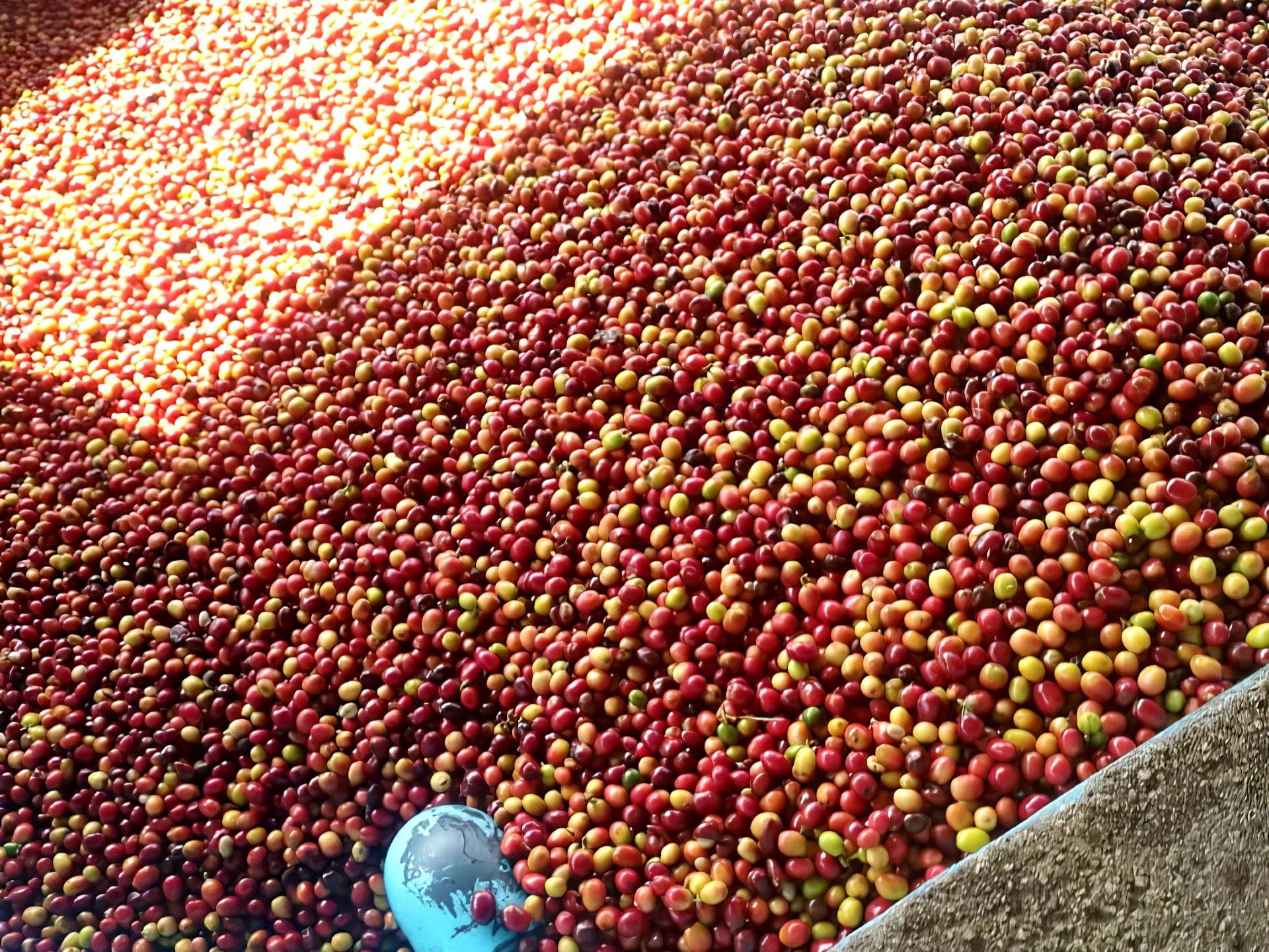 Coffee cherries being washed